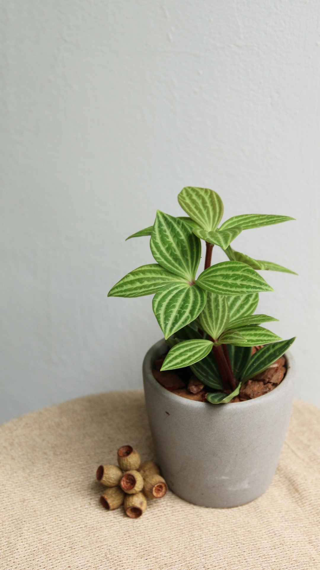 【疗愈系列】室内盆栽  多叶兰 白脉椒草 - 植栽/盆栽 - 植物．花 