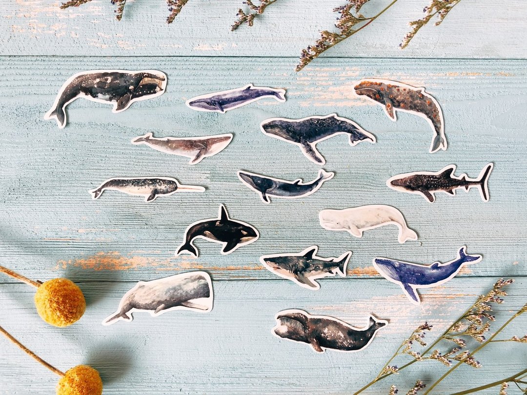 海底生物 鲸鱼贴纸 (25入) - 贴纸 - 纸 蓝色