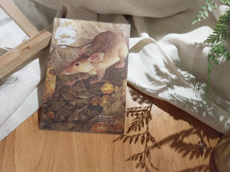 菊池式龟壳花-台湾特有动物系列-特有种 台湾 明信片 - 卡片/明信片 - 纸 