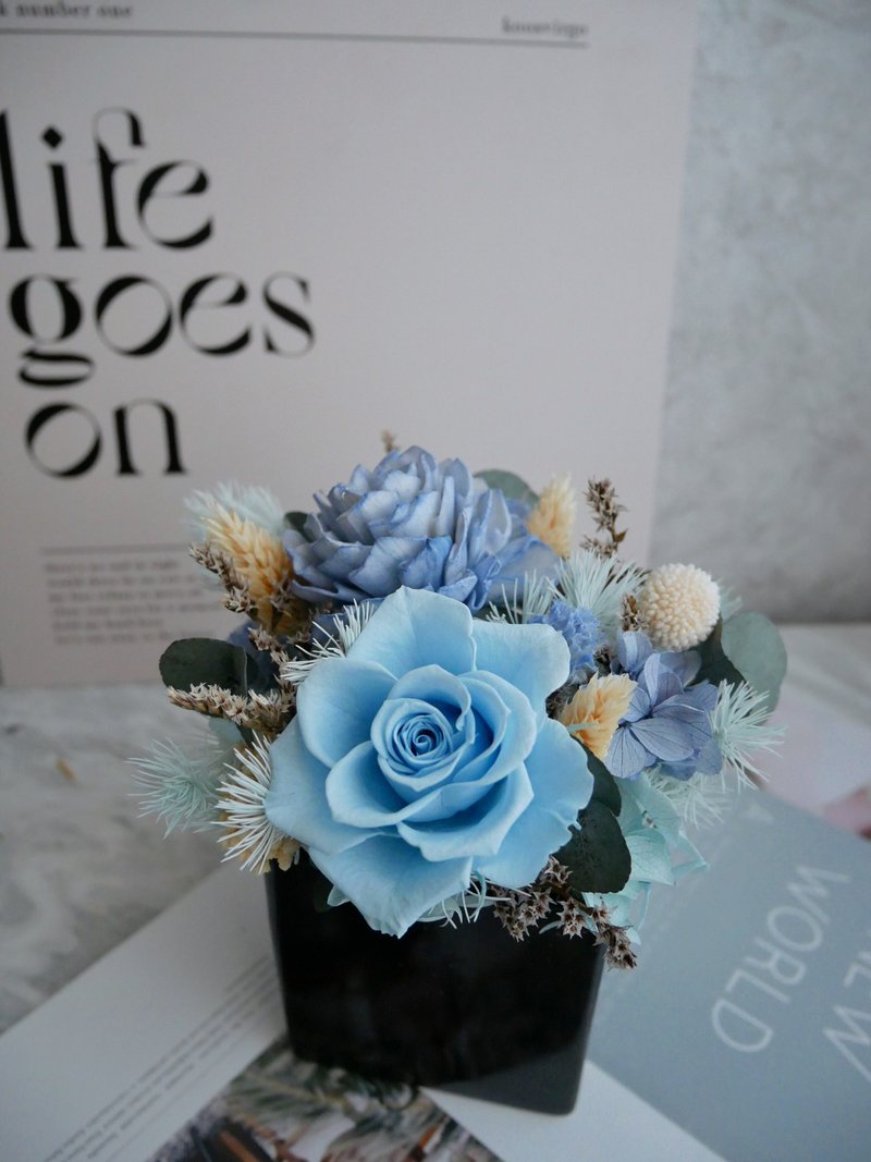 方盆中小型不凋花盆花【蓝色海洋】开幕/办公摆饰/蓝色 - 植栽/盆栽 - 植物．花 蓝色