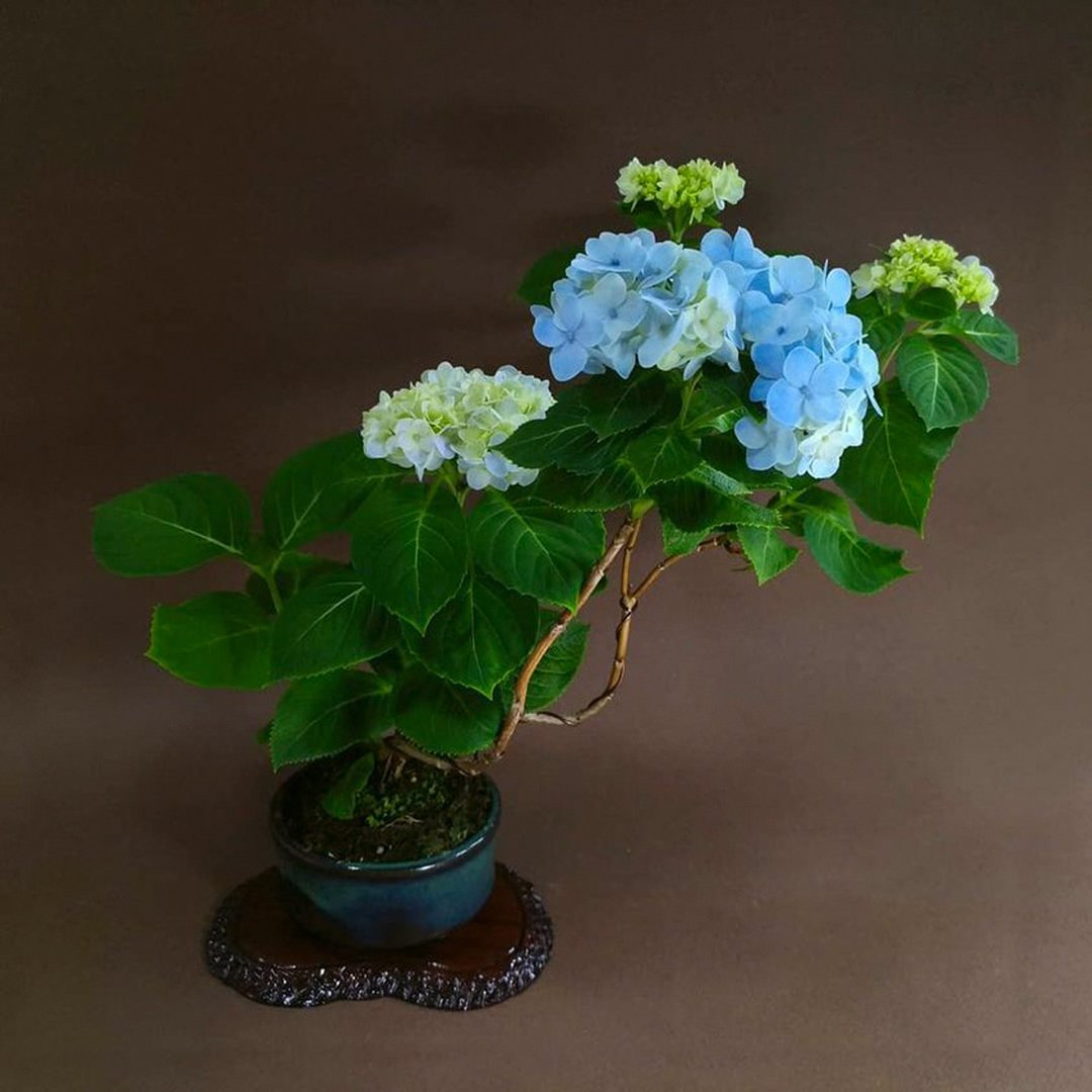 日本紫阳花アジサイ∣雾岛惠 苔玉 - 植栽/盆栽 - 陶 
