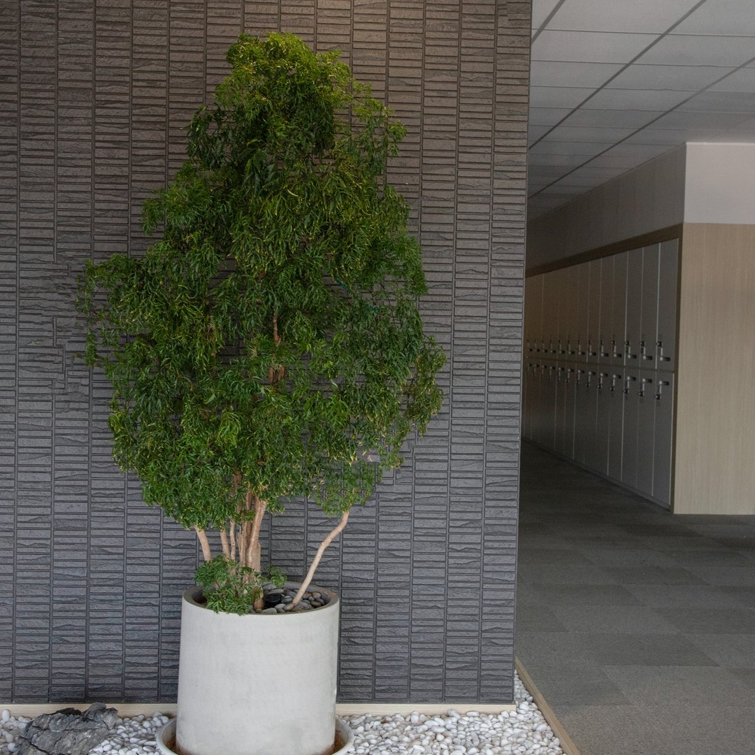 【室内盆栽】福禄桐盆栽(大) 开幕盆栽 盆栽送礼 升迁送礼 - 植栽/盆栽 - 植物．花 绿色