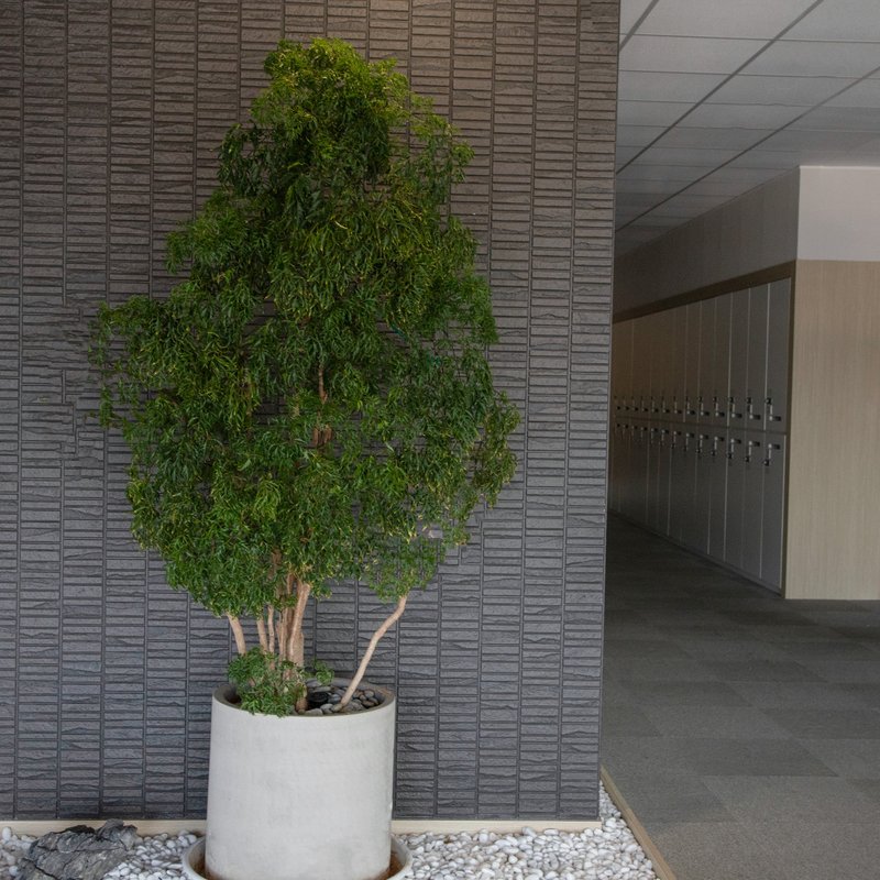 【室内盆栽】福禄桐盆栽(大) 开幕盆栽 盆栽送礼 升迁送礼 - 植栽/盆栽 - 植物．花 绿色