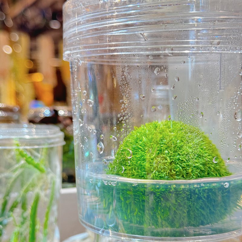 小室瓶栽 吃果冻长大的植物 自然风禾叶狸藻 新品预购 限量商品 - 植栽/盆栽 - 植物．花 