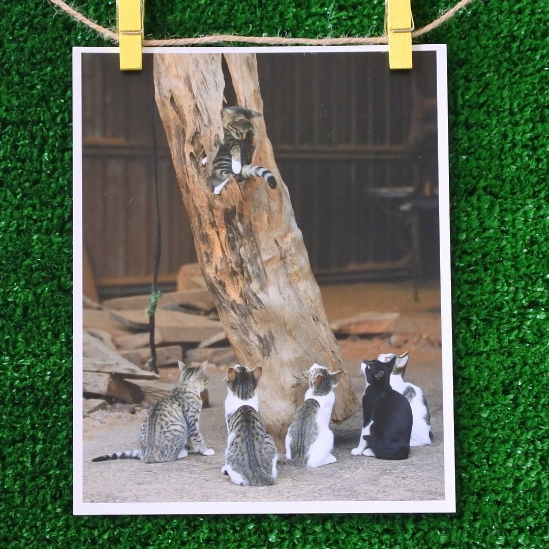 3猫小铺猫咪写真明信片(摄影:猫夫人) – 众望所归 - 卡片/明信片 - 纸 