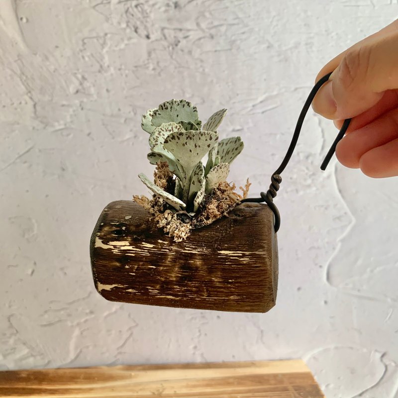 手工木作设计 盆栽摆饰 多肉植物 巧克力脆片 雀扇 - 植栽/盆栽 - 木头 