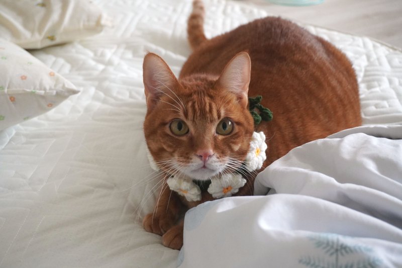 纯手工小雏菊宠物项圈 - 项圈/牵绳 - 棉．麻 橘色