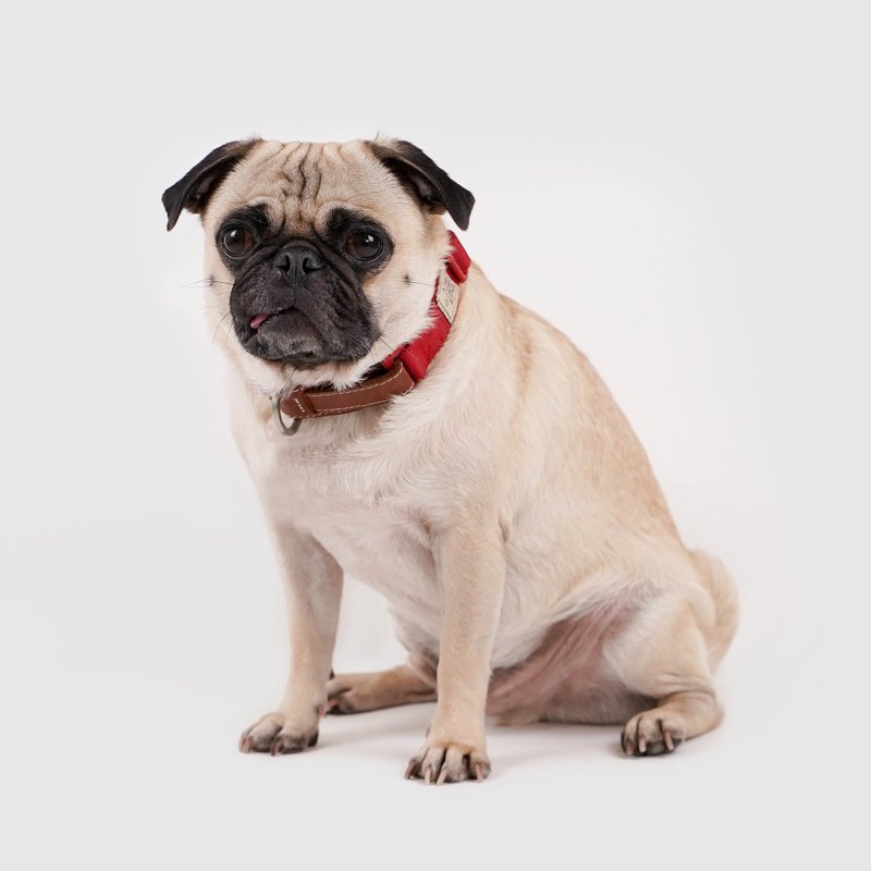 | 台湾卖场 | SPUTNIK 颈圈 - 红、黄、蓝、绿 - 项圈/牵绳 - 聚酯纤维 