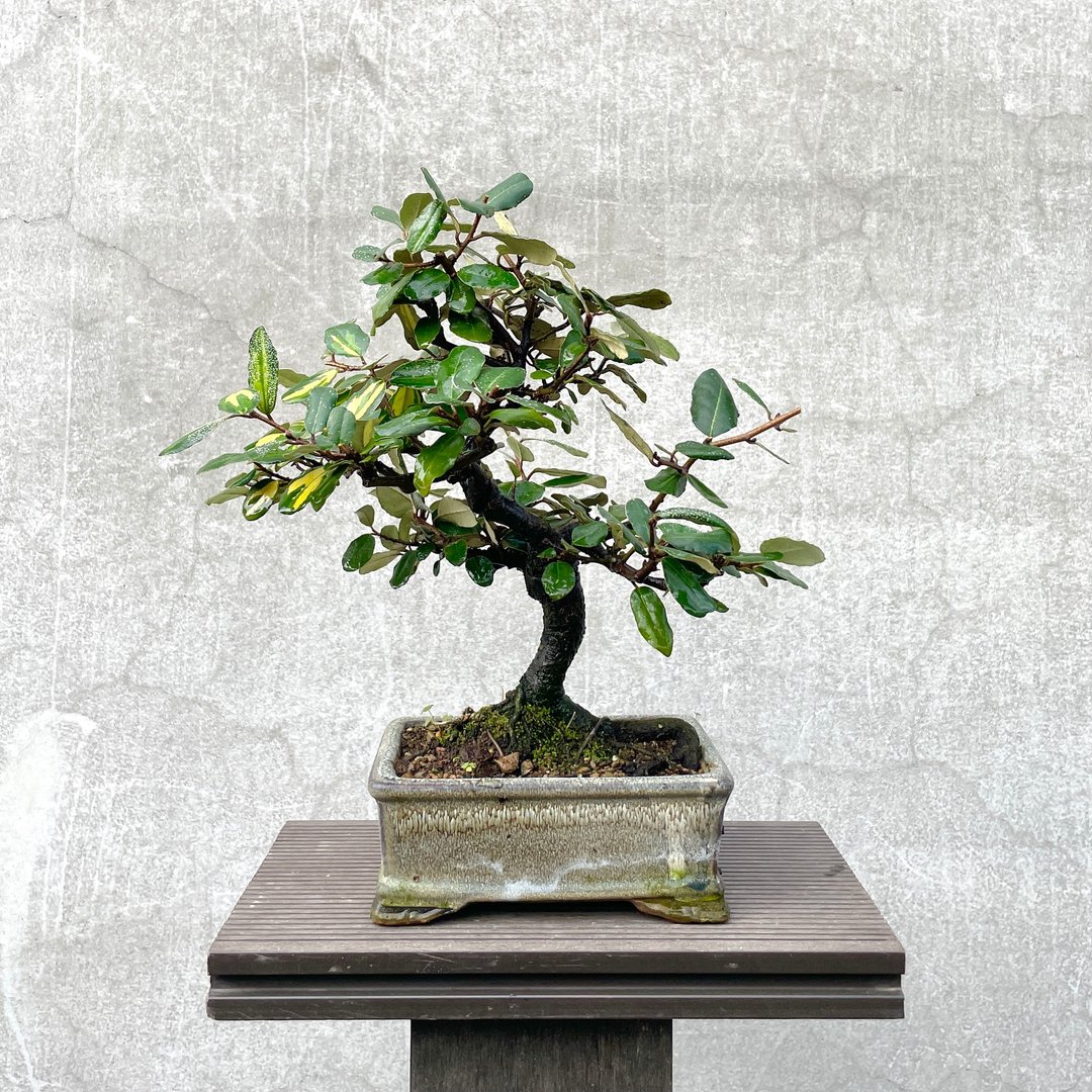 小品盆栽-日本斑叶茱萸 盆景 - 植栽/盆栽 - 植物．花 