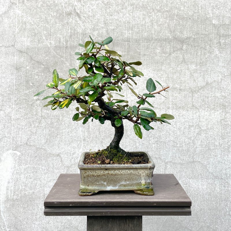 小品盆栽-日本斑叶茱萸 盆景 - 植栽/盆栽 - 植物．花 