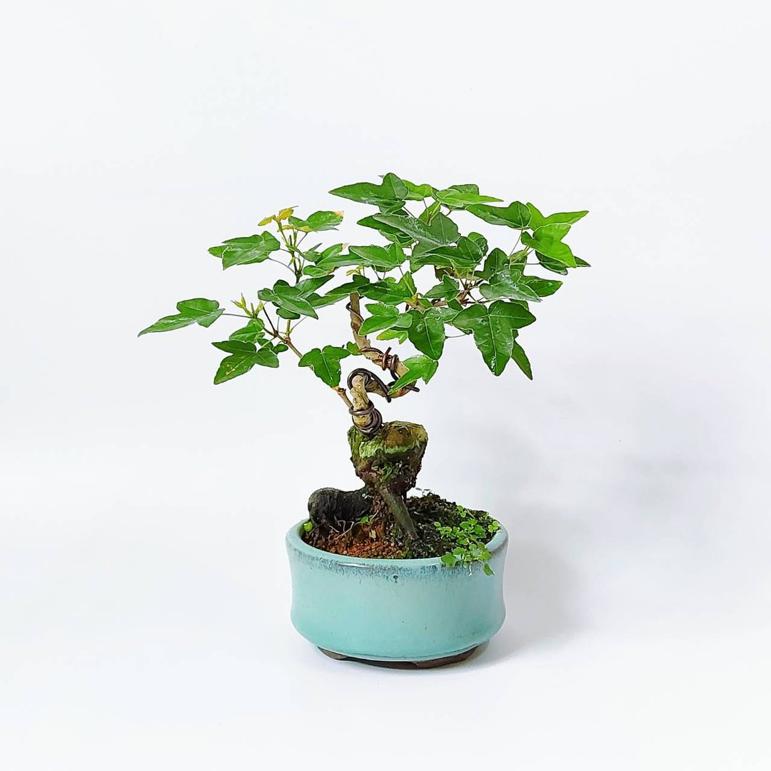 【秋冬季盆栽】小品盆栽・唐枫・トウカエデ - 植栽/盆栽 - 植物．花 
