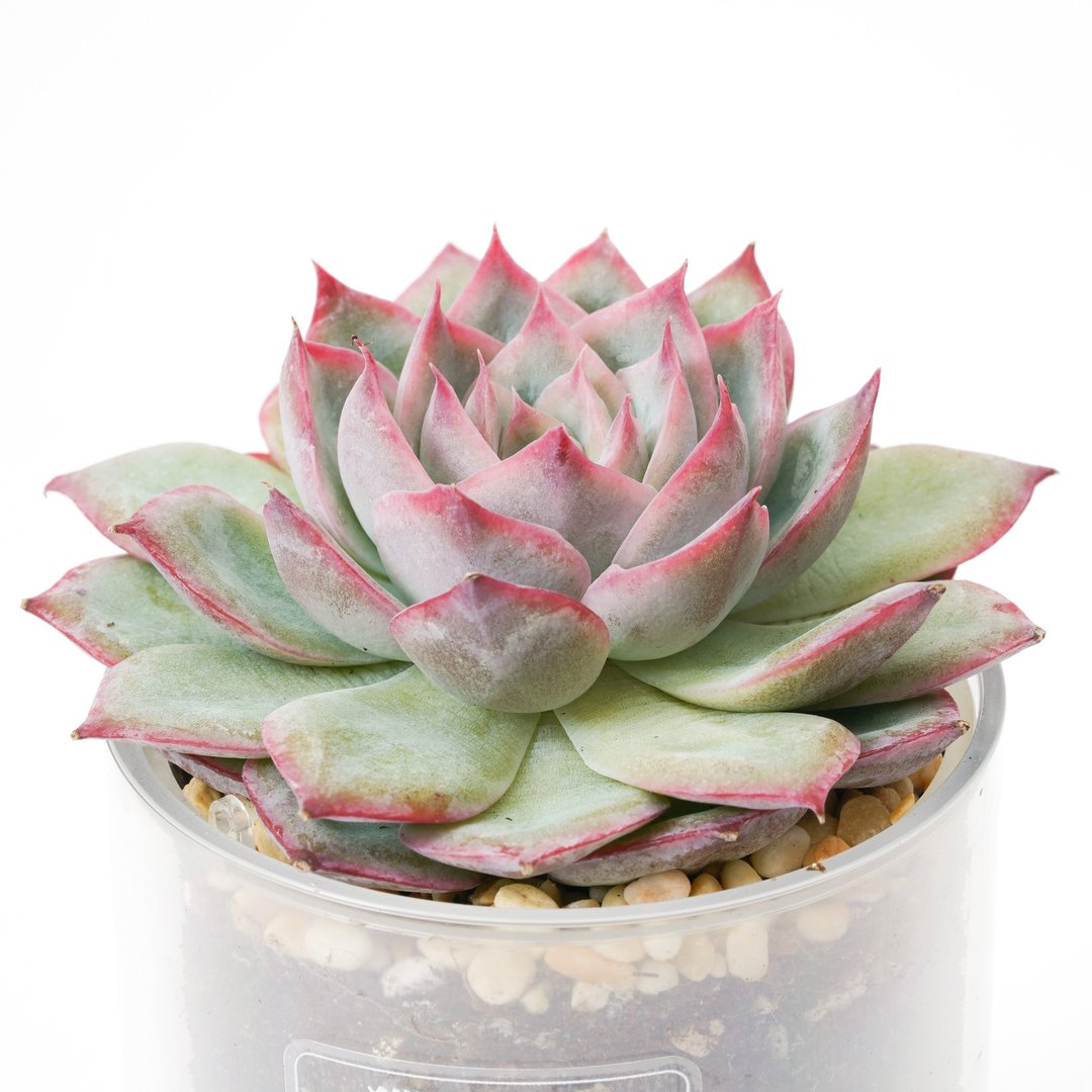 【猎户座】多肉 植物 智慧型盆栽罐 | 莳光 - 植栽/盆栽 - 植物．花 