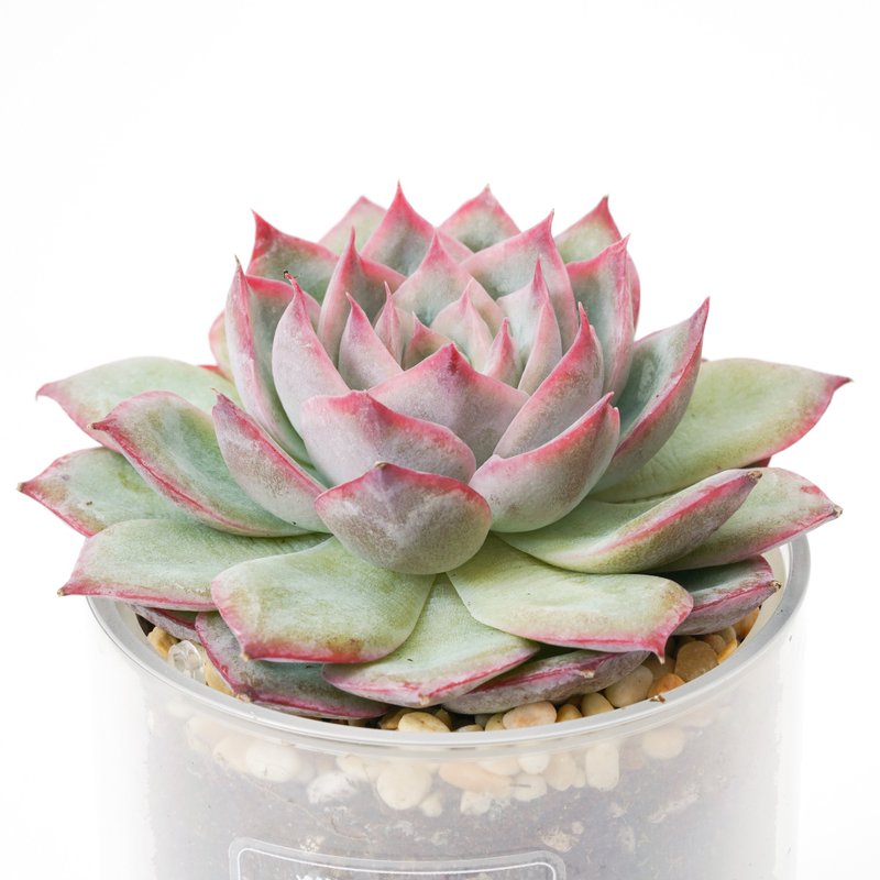 【猎户座】多肉 植物 智慧型盆栽罐 | 莳光 - 植栽/盆栽 - 植物．花 