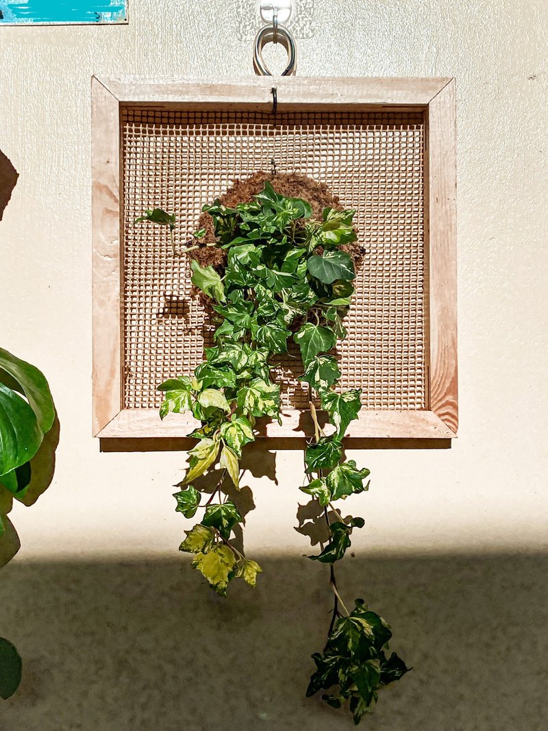 【常春藤画框】 质感画框/ 室内植栽/ 室内植物 - 植栽/盆栽 - 植物．花 绿色