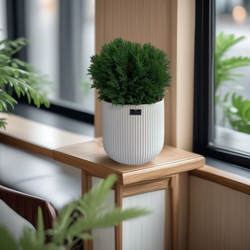 包邮【庭园景观】翠柏盆栽 四季耐旱易养 开幕新居乔迁送礼 - 植栽/盆栽 - 陶 