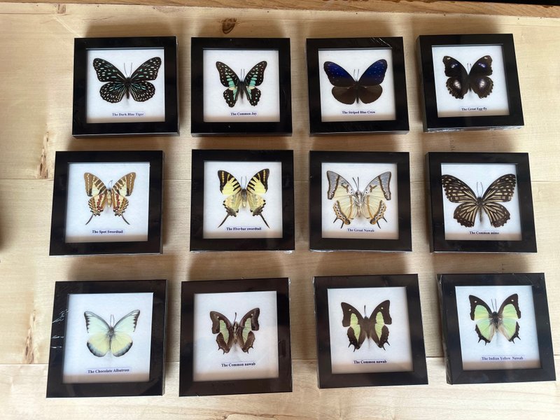 12xFrame Real Beautiful Butterfly Insect Taxidermy Display Wall Mount HomeDecor - 摆饰 - 木头 