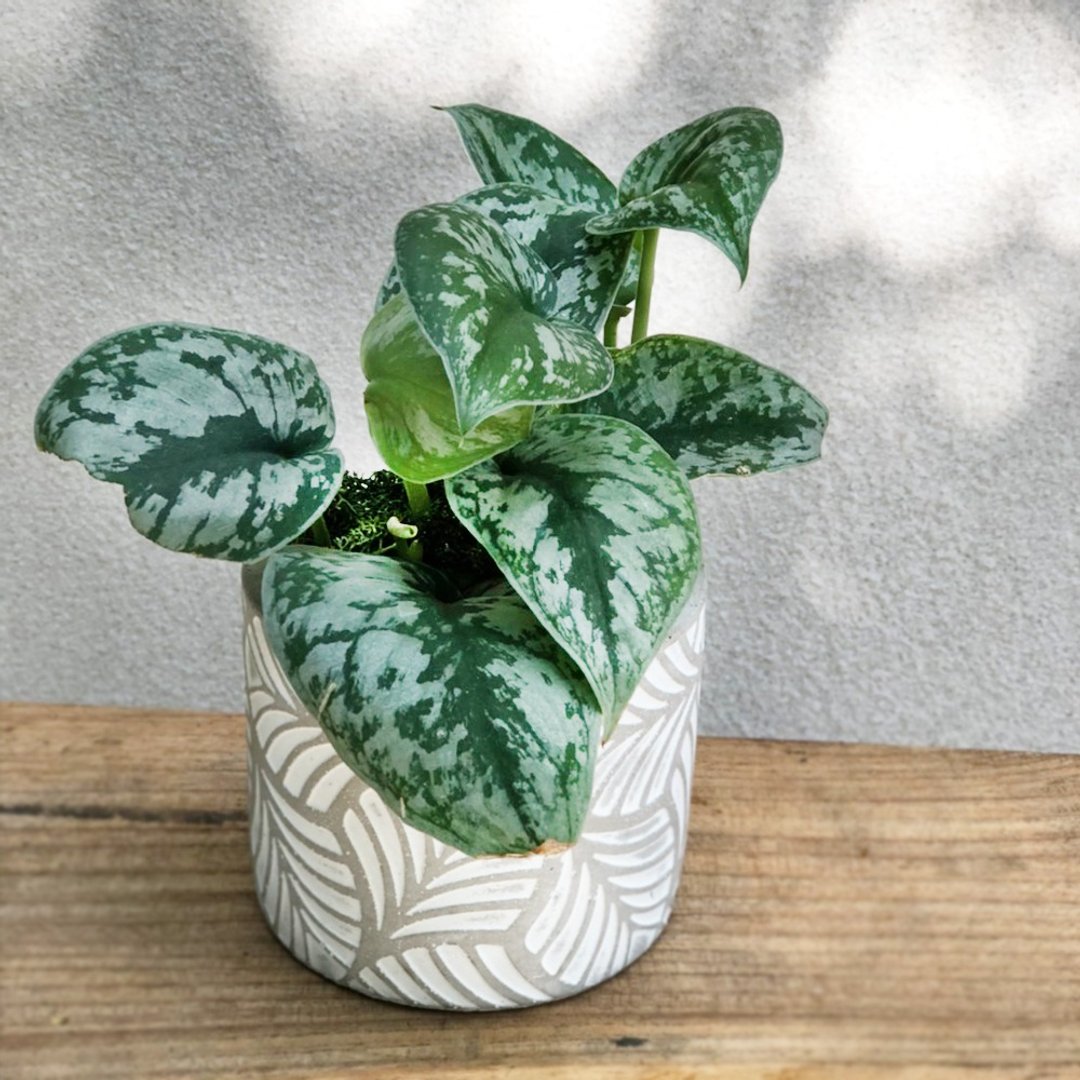 银斑黄金葛水泥盆 | 居家办公好伙伴 WFH - 植栽/盆栽 - 植物．花 绿色