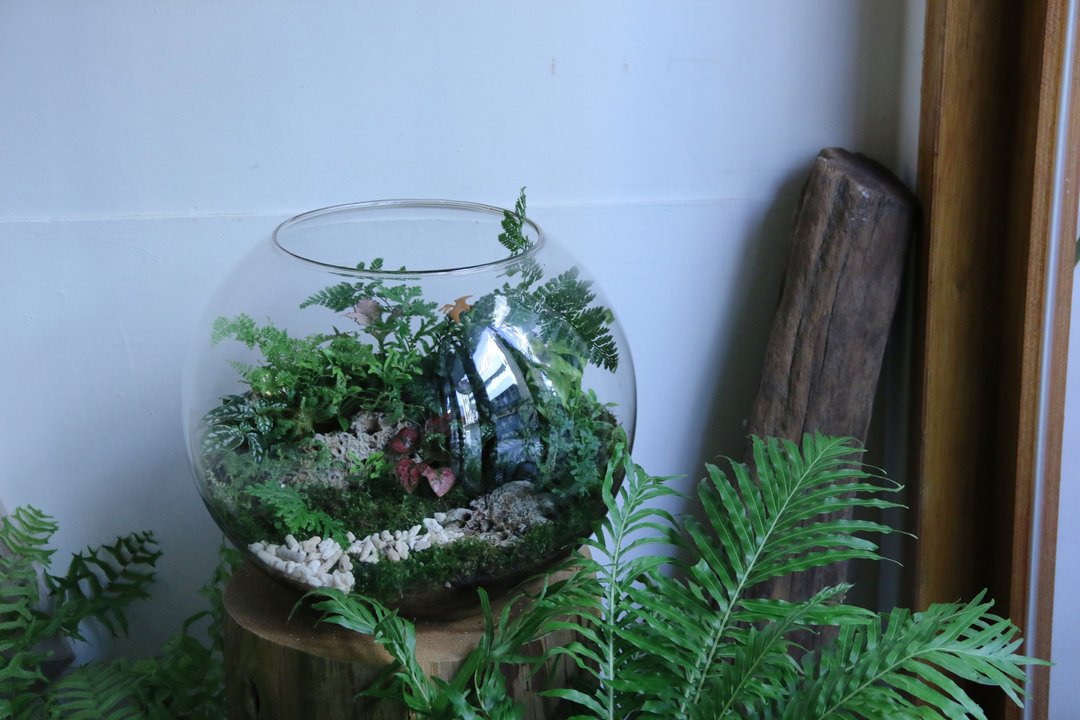 圆形生态缸 - 植栽/盆栽 - 植物．花 