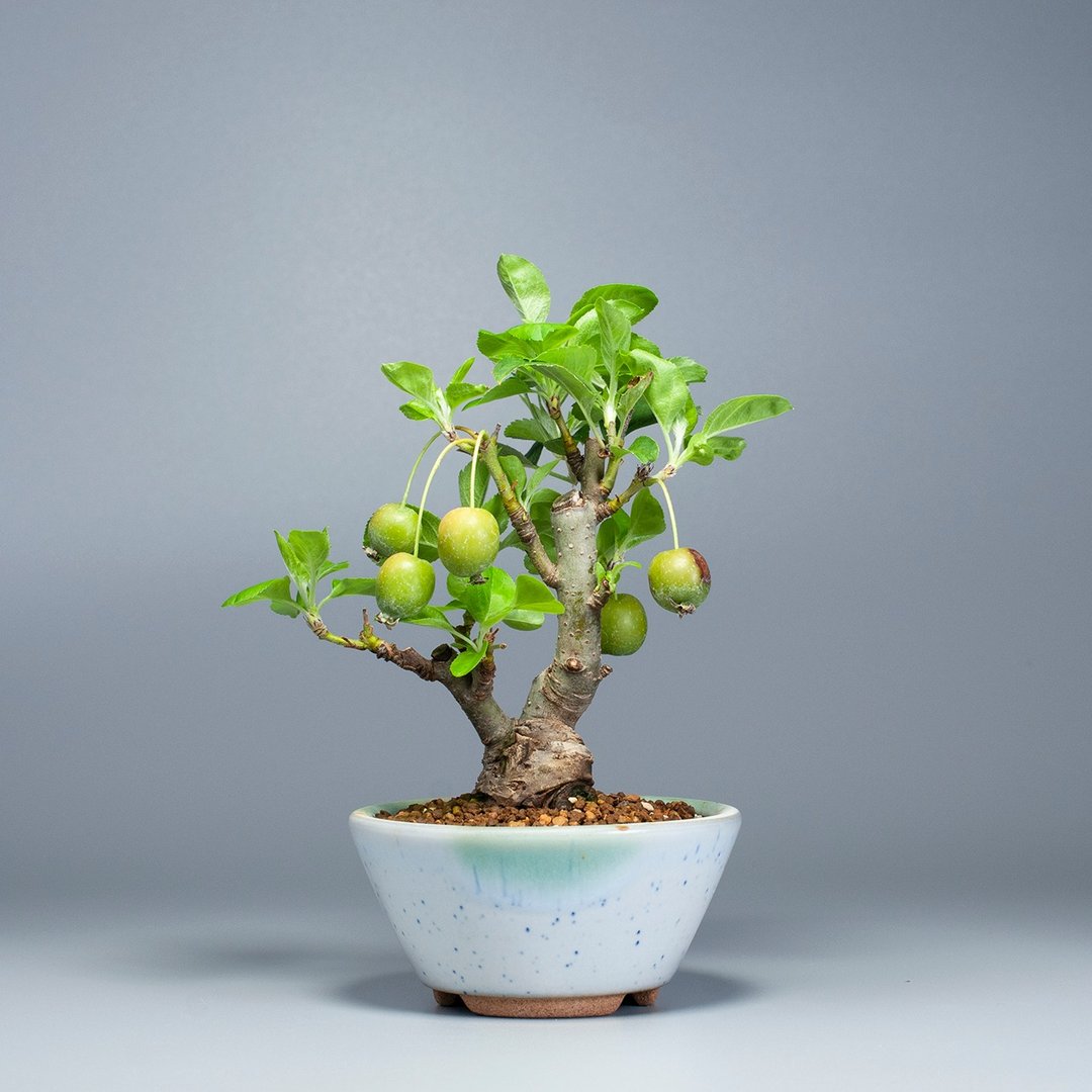 【日本植物】姬苹果 小品盆栽 花果盆栽 - 植栽/盆栽 - 植物．花 