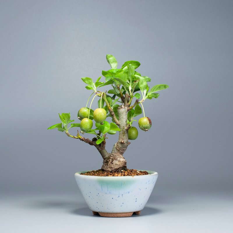 【日本植物】姬苹果 小品盆栽 花果盆栽 - 植栽/盆栽 - 植物．花 