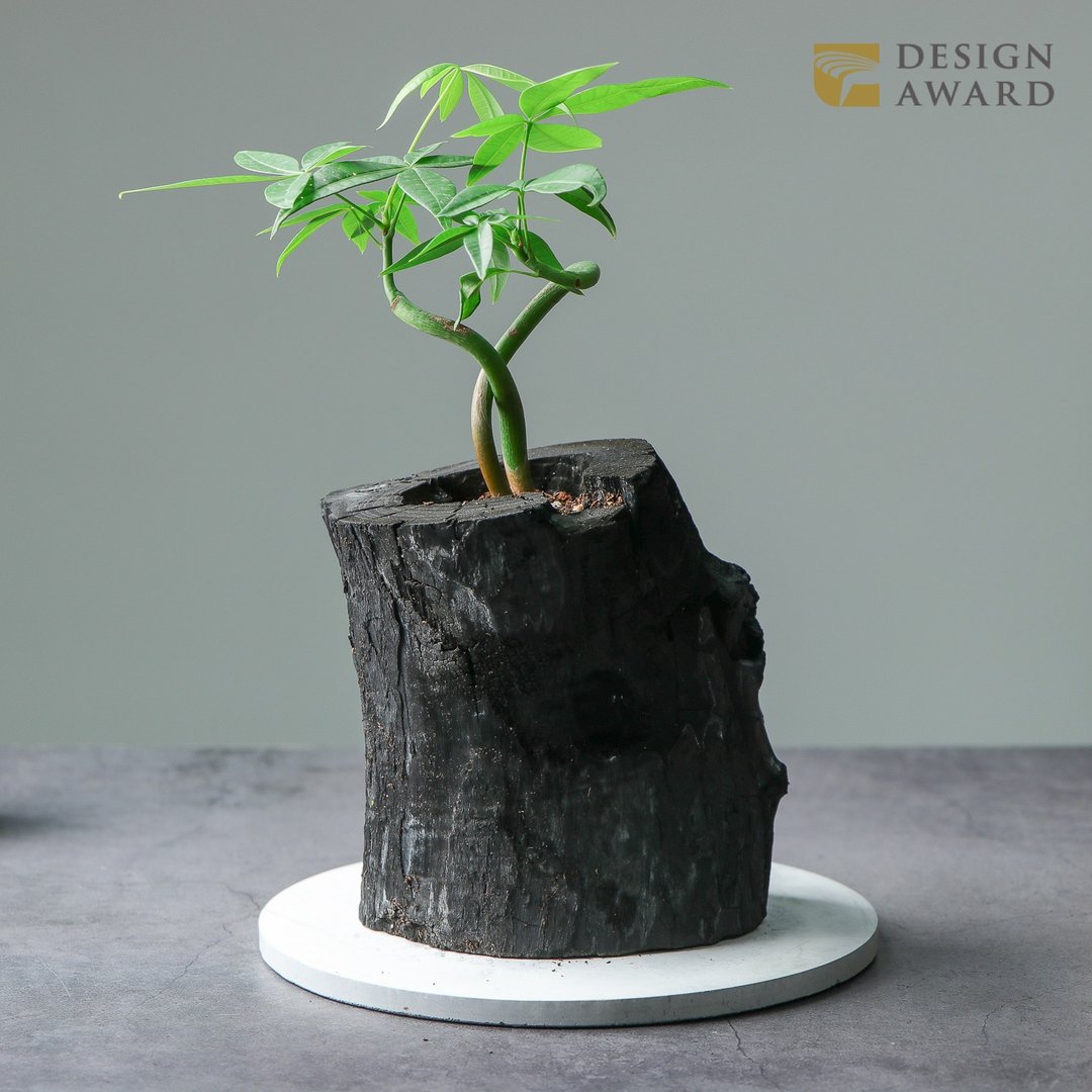 REWOOD炭盆栽 | 马拉巴栗   送礼 /居家布置/净化空气/植栽 - 植栽/盆栽 - 植物．花 