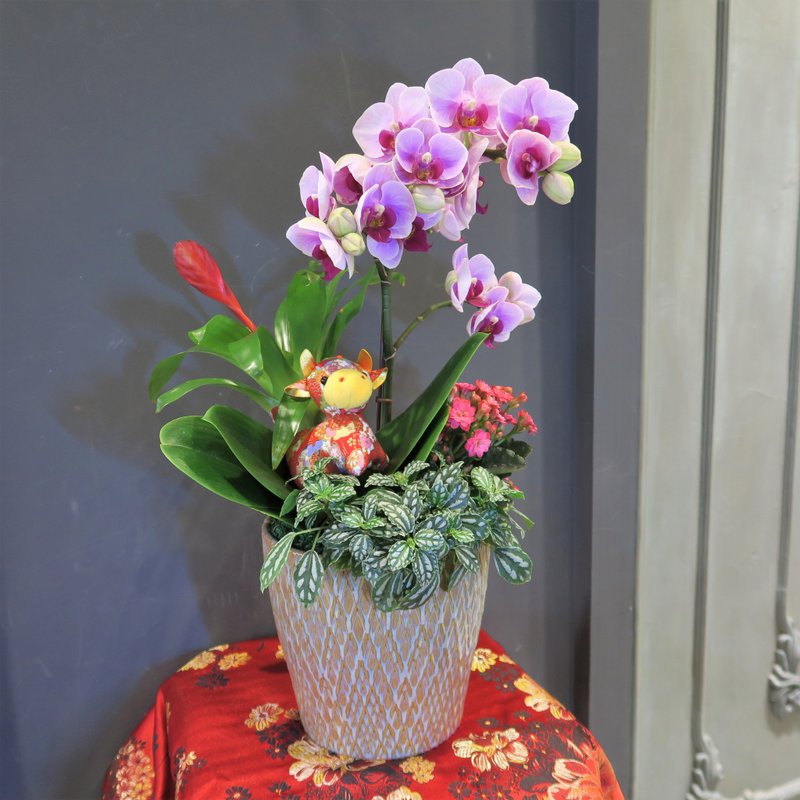 【春节】【组合盆栽课程】喜从牛来兰花组合盆栽 过年 - 植栽 - 植物．花 