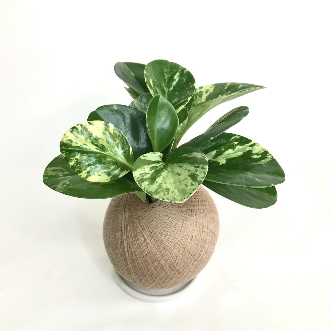 斑叶圆叶椒草 手作植栽苔球 - 植栽/盆栽 - 植物．花 