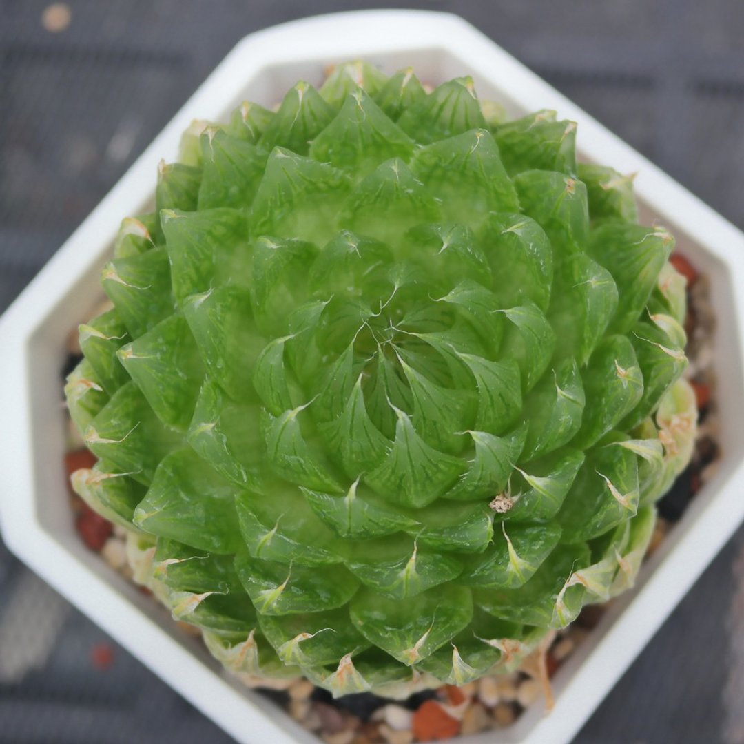 【豆豆多肉】【樱水晶】乔迁│送礼│升迁│多肉植物 - 植栽/盆栽 - 植物．花 