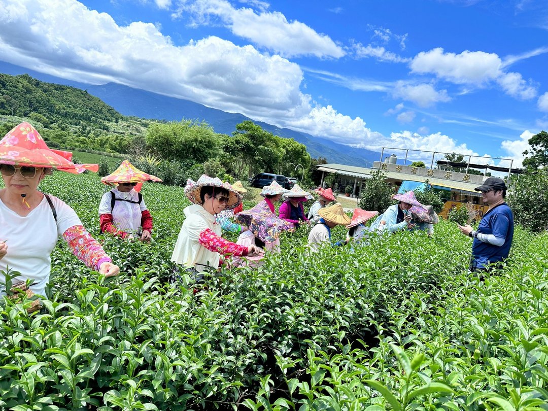 农村纠察队 -纯吃茶- 初鹿茶学堂 - 深度旅游 - 其他材质 