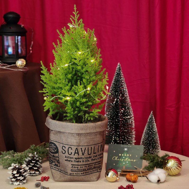 PD98香冠柏盆栽 / 室内懒人吸水盆栽 圣诞树 - 植栽/盆栽 - 植物．花 绿色