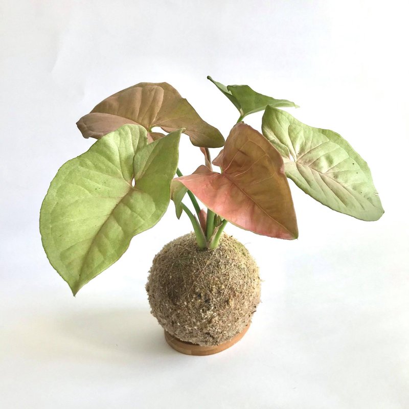 粉红佳人合果芋 手作植栽苔球 - 植栽/盆栽 - 植物．花 