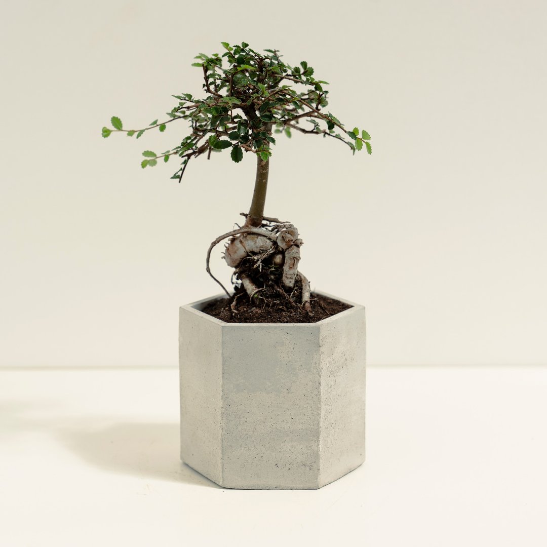 榆树│泥作系列│福所栽 - 植栽/盆栽 - 水泥 绿色