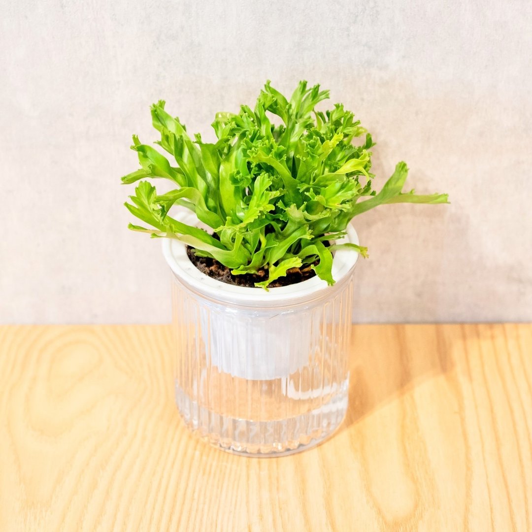 鹿角山苏 免浇水盆栽 室内植物 观叶植物  礼物 办公室小物 - 植栽/盆栽 - 植物．花 