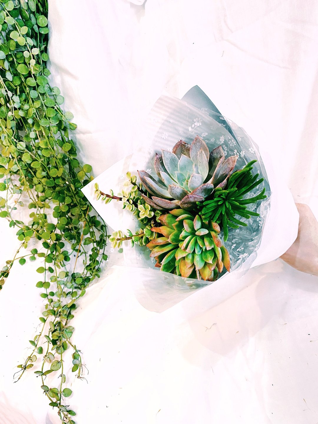 【一人成团】会长大的多肉花束 特别植栽体验课 Succulent bouqu - 植栽 - 植物．花 