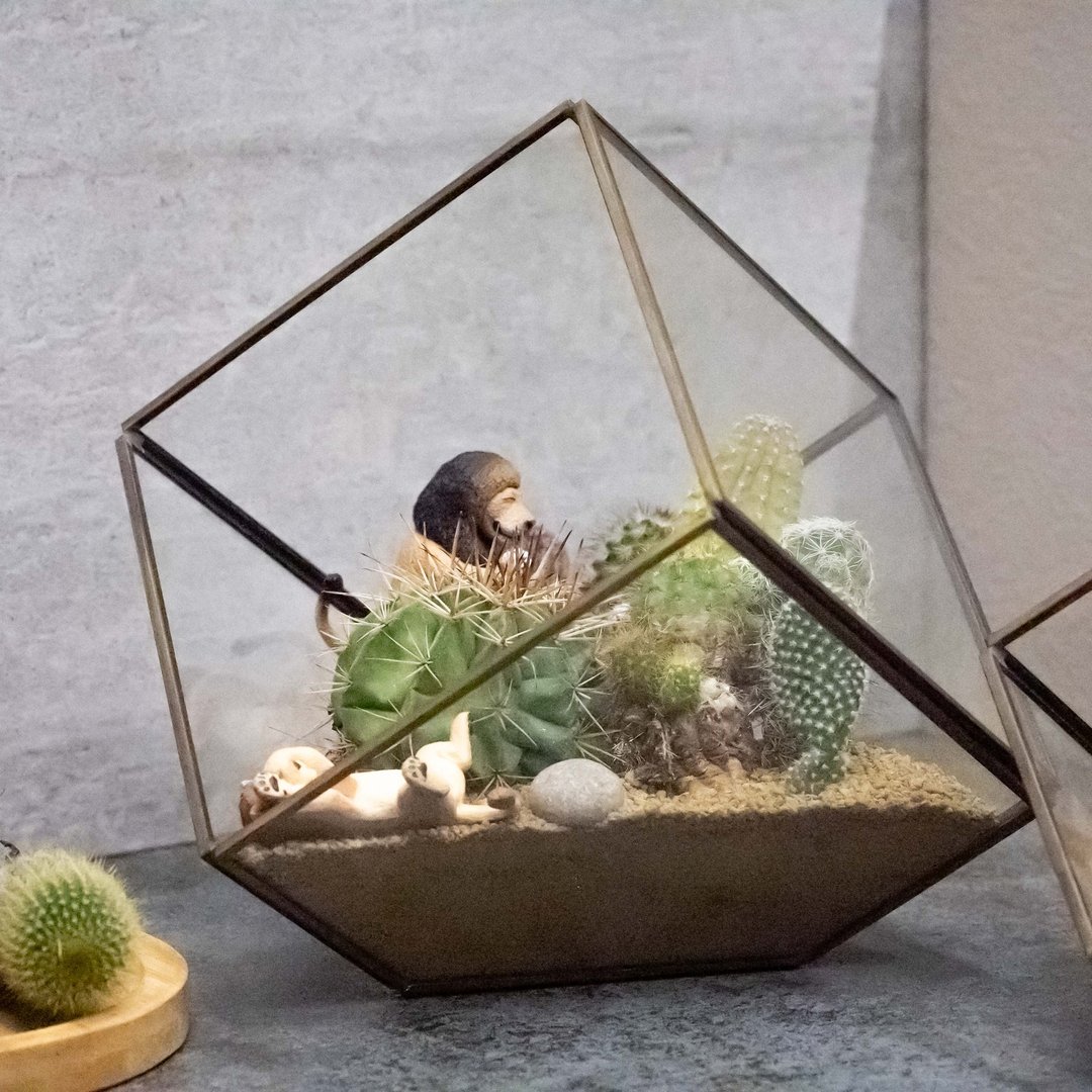 大建筑多肉植物 - 植栽/盆栽 - 植物．花 多色