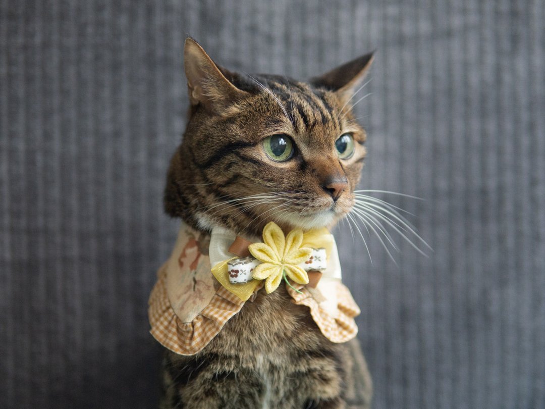 【红叶・もみじ】宠物领巾 猫咪/狗狗 花花 布花 枫叶领巾 - 黄 - 项圈/牵绳 - 棉 黄色