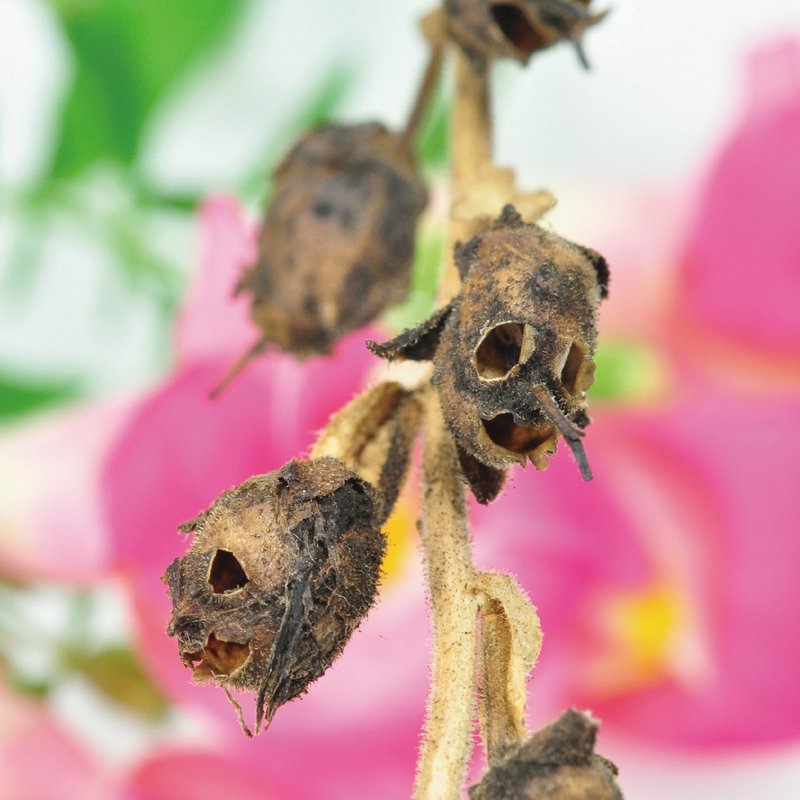 【万圣节限定】Change into Skull 骷髅花栽培套组 / 金鱼草 - 植栽/盆栽 - 陶 黑色