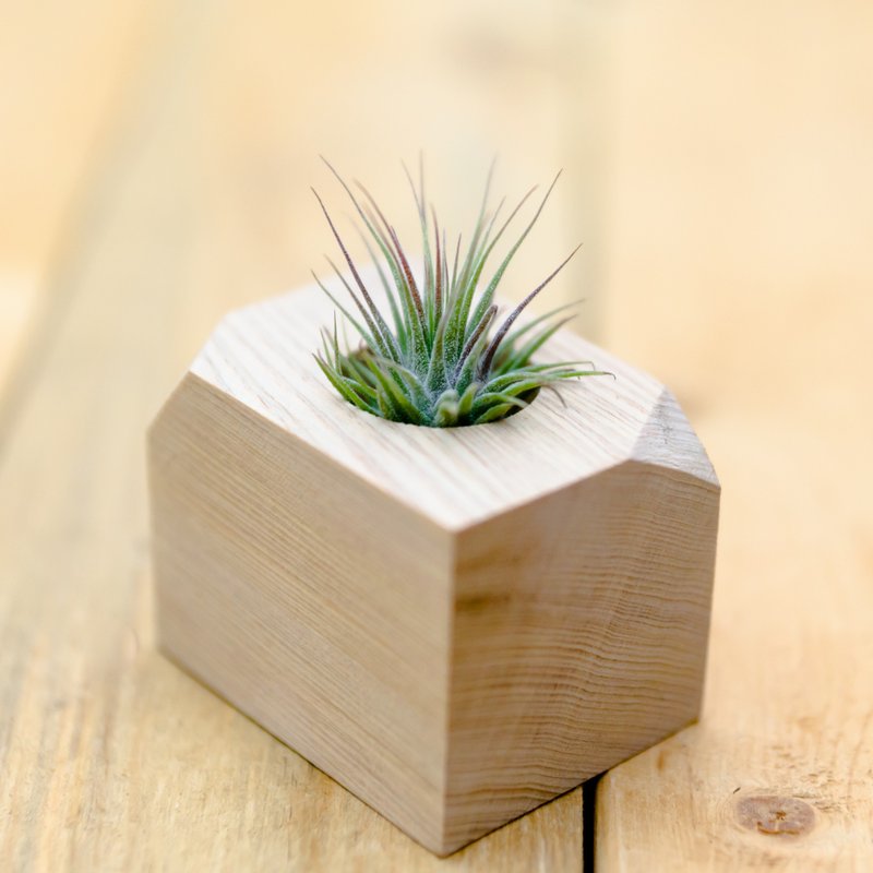 积木空气凤梨 - 小精灵小精灵【植物保固】 - 植栽/盆栽 - 木头 黄色