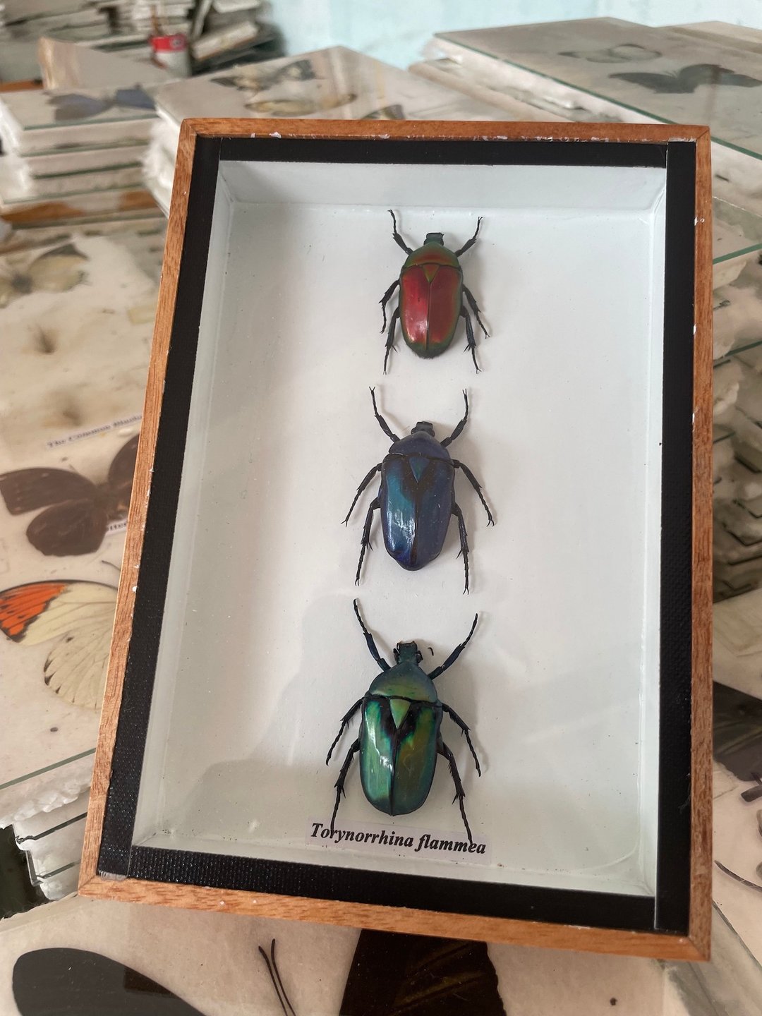 Real Torynorrhina flammea Beetle Taxidermy Insect Frame Picture Home Decor - 摆饰 - 木头 