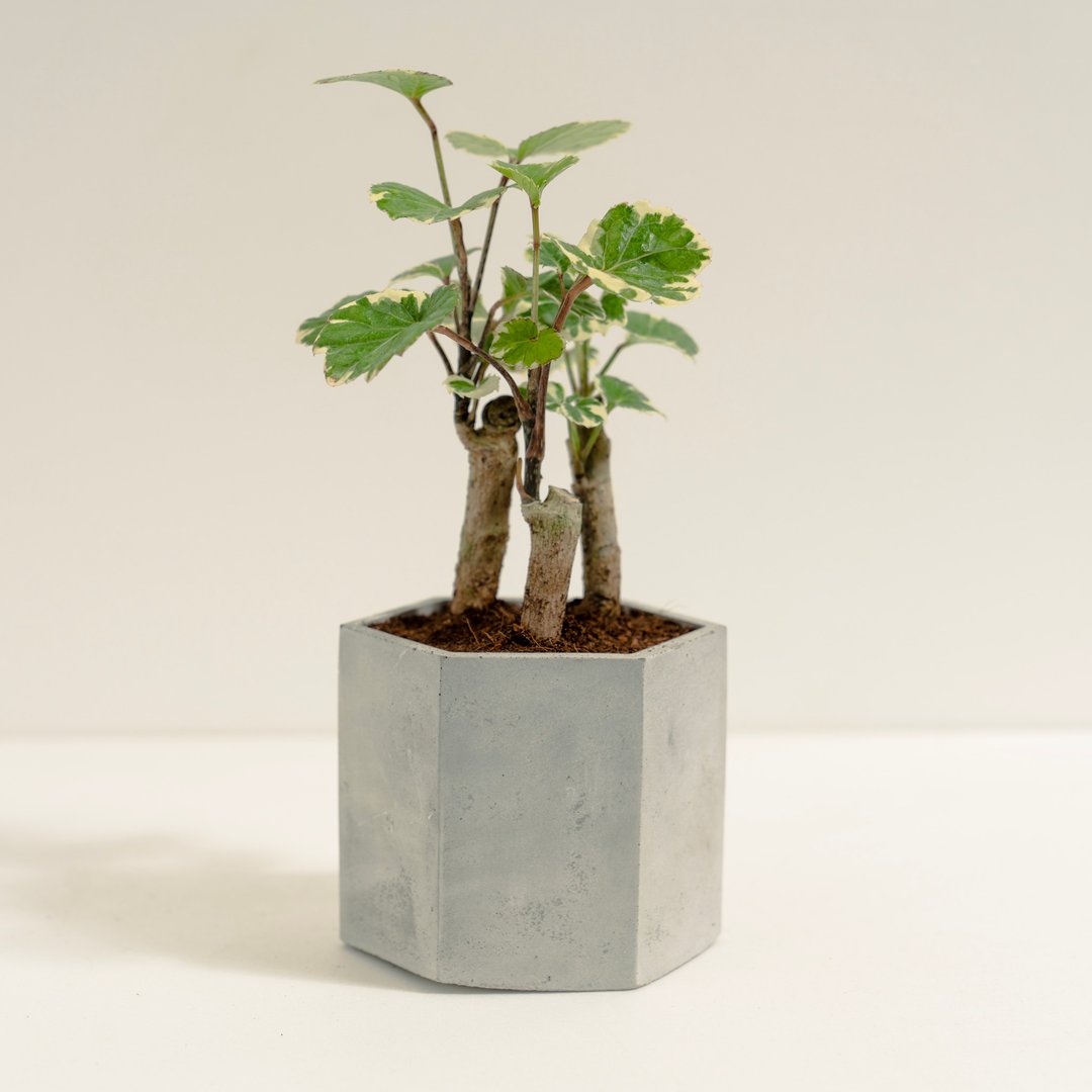 斑叶圆叶福禄桐 │泥作系列│福所栽 - 植栽/盆栽 - 水泥 绿色