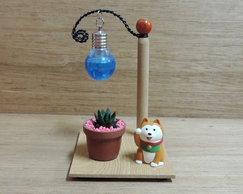 日系柴犬 视觉小景 多肉植物 - 植栽/盆栽 - 植物．花 