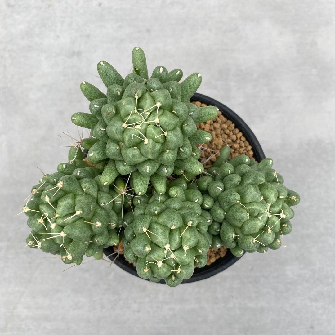 金星石化(4头)  | 多肉 仙人掌 | D.longimamma mostruosa - 植栽/盆栽 - 植物．花 