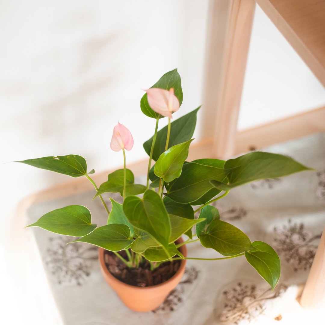 【居家植栽】迷你火鹤盆栽 | 耐阴植栽 | 送礼 | 办公室盆栽 - 植栽/盆栽 - 植物．花 粉红色