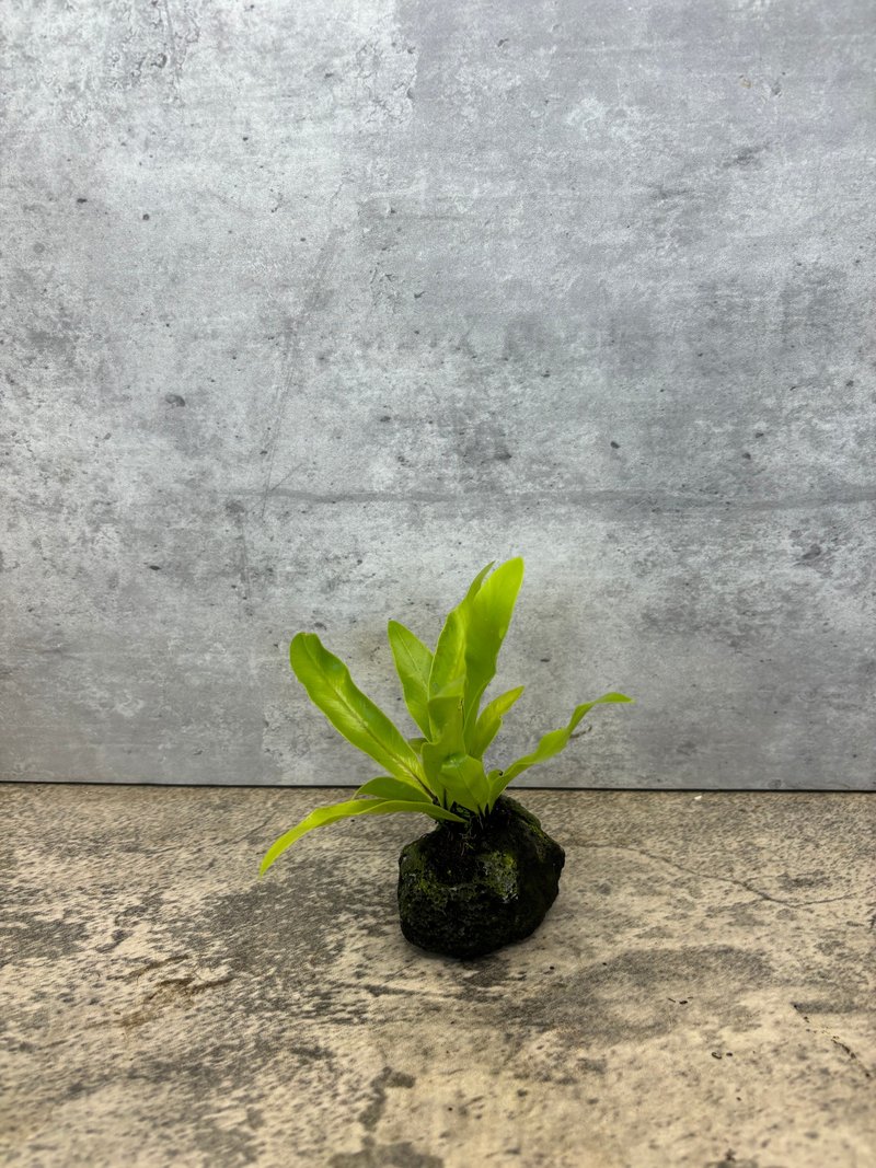 火山岩山苏 天然岩石盆栽・绿意微景   植物 盆栽 - 植栽/盆栽 - 植物．花 