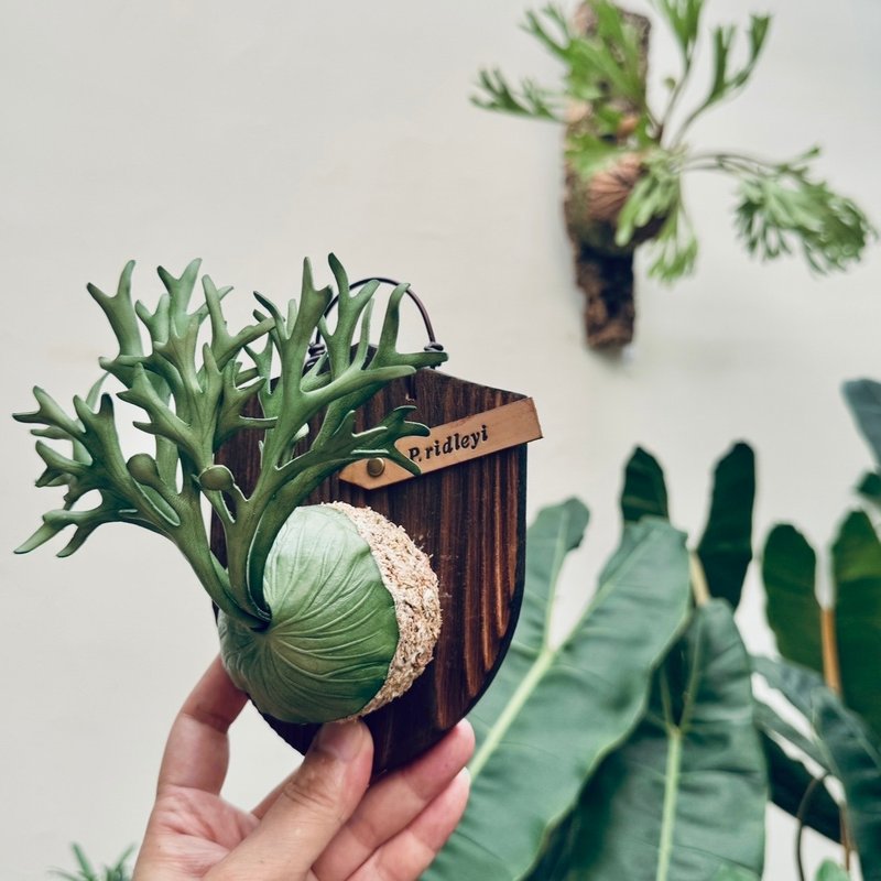 P. ridleyi 亚猴皮革鹿角蕨 - 摆饰 - 真皮 