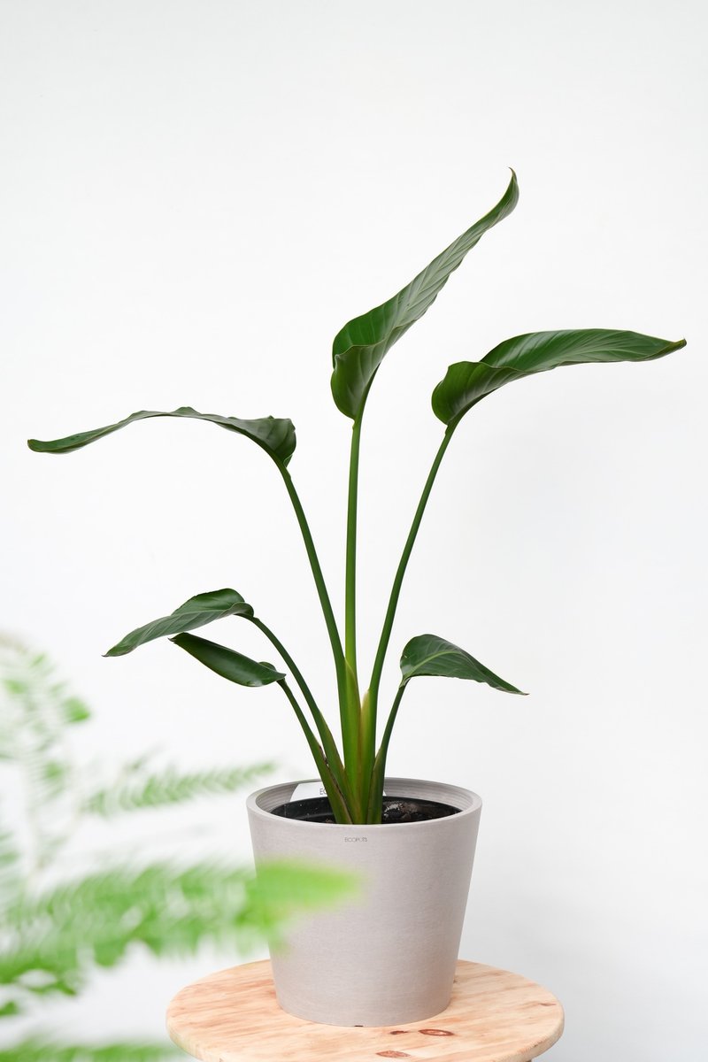 白花天堂鸟│有植 Yuzhi - 植栽/盆栽 - 植物．花 