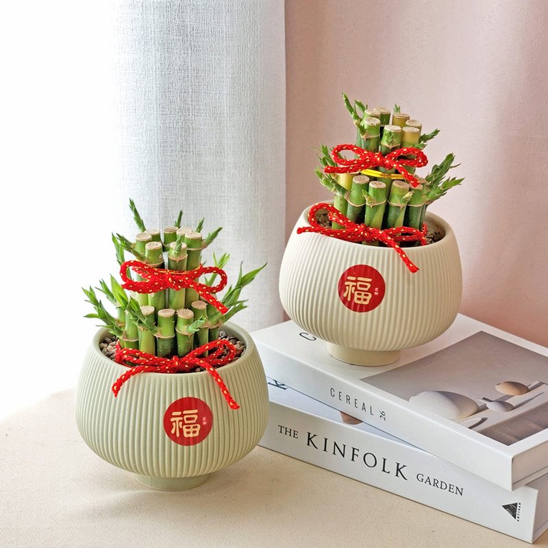 PD53开运竹盆栽 / 万年青 万年竹 新年好运盆栽 - 植栽/盆栽 - 植物．花 