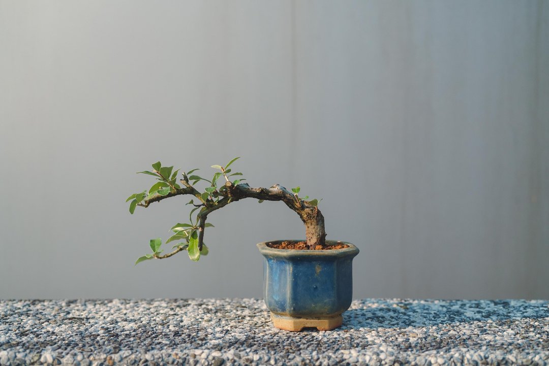 银梧 椬梧 迷你盆栽 银白色的叶子很漂亮 耐旱 植物盆栽 小植栽 - 植栽/盆栽 - 植物．花 绿色