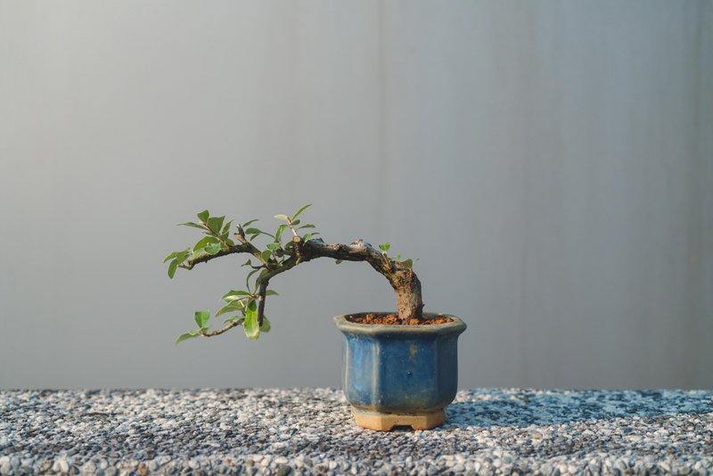 银梧 椬梧 迷你盆栽 银白色的叶子很漂亮 耐旱 植物盆栽 小植栽 - 植栽/盆栽 - 植物．花 绿色