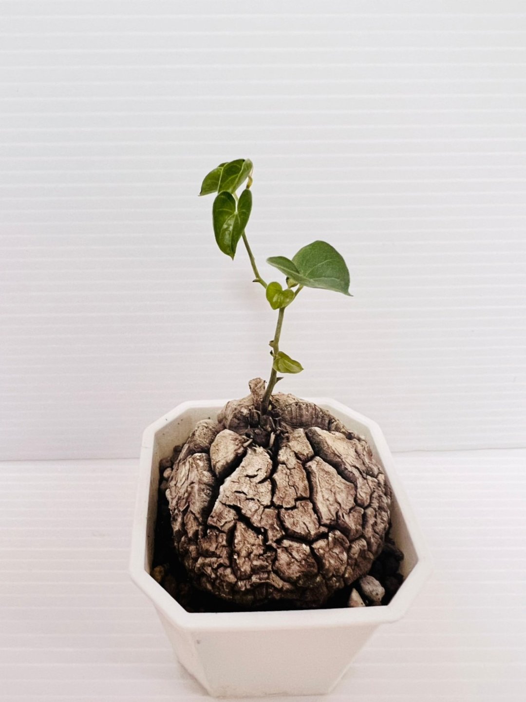 南非龟甲龙 块根多肉植物 / Dioscorea elephantipes / 含盆寄 - 植栽/盆栽 - 塑料 白色